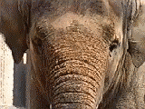 elephant038.gif