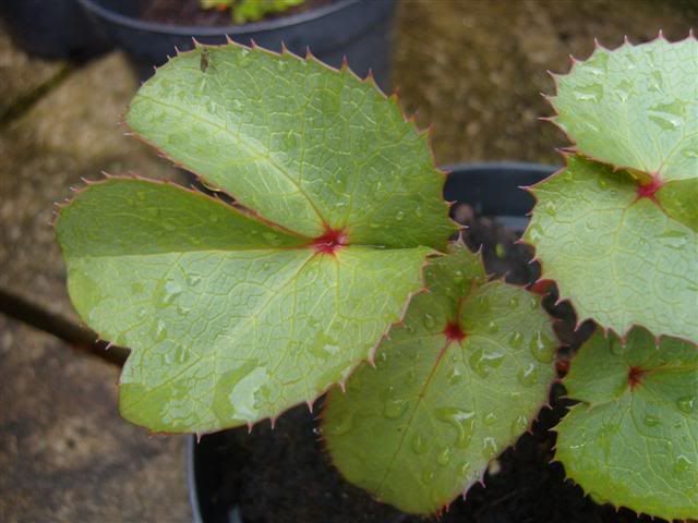 S1033881Small.jpg