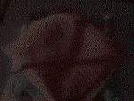 bumpteddy.gif