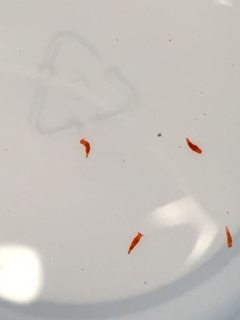 What eats spirorbid worms??? Reef Central Online Community