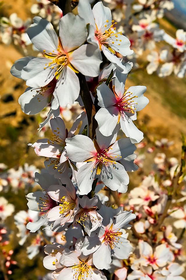 Almond Tree Flowers [enlarge]