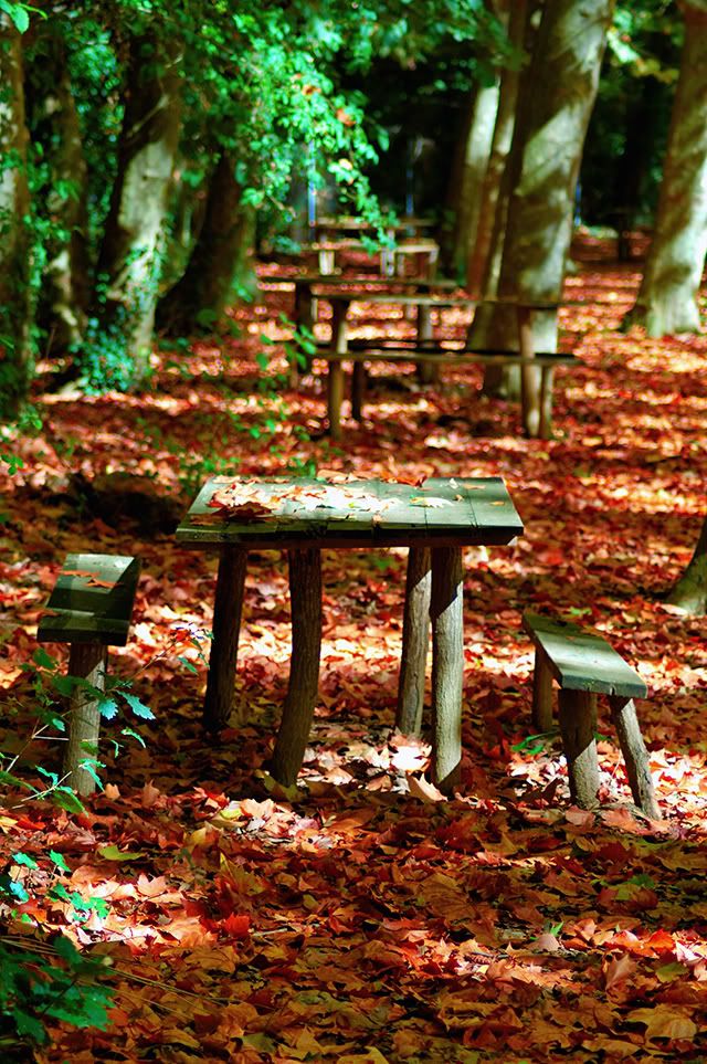 Autumn leaves around wooden table and benches [enlarge]