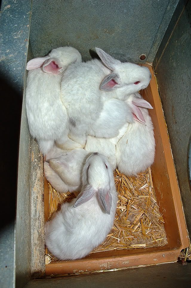 Baby Rabbits in Nest at a Farm in Vallverd, Lleida [enlarge]