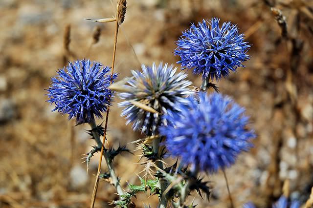 Blue Cliff Wildflowers in Costa Brava, Spain [enlarge]