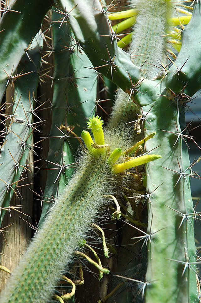 Cactus Buds, Not Just a Way Full of Roses [enlarge]