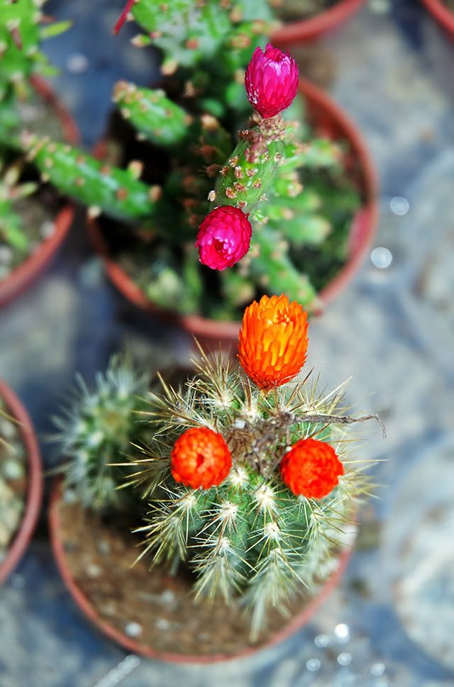 Cactus Flowers in Las Ramblas stall [enlarge]
