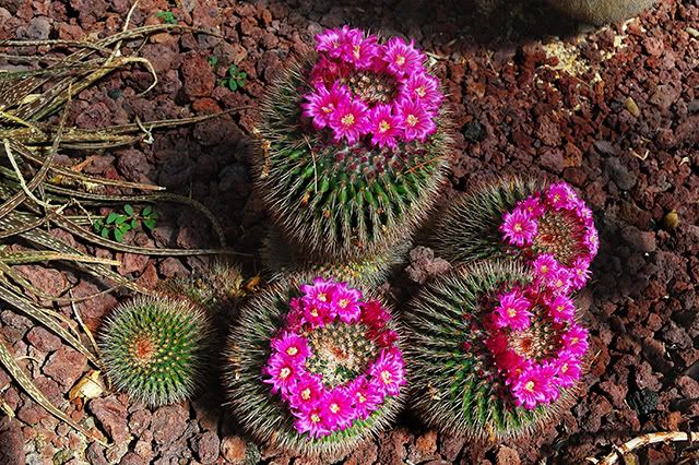 Cactus Flowers