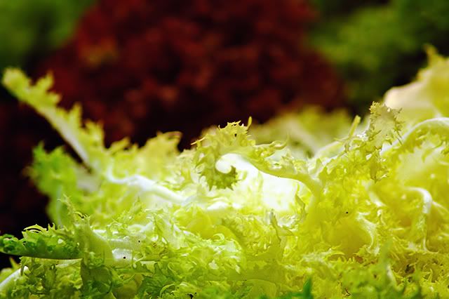Curly Endive or Chicory Detail at Boqueria Market, Barcelona, Spain[enlarge]