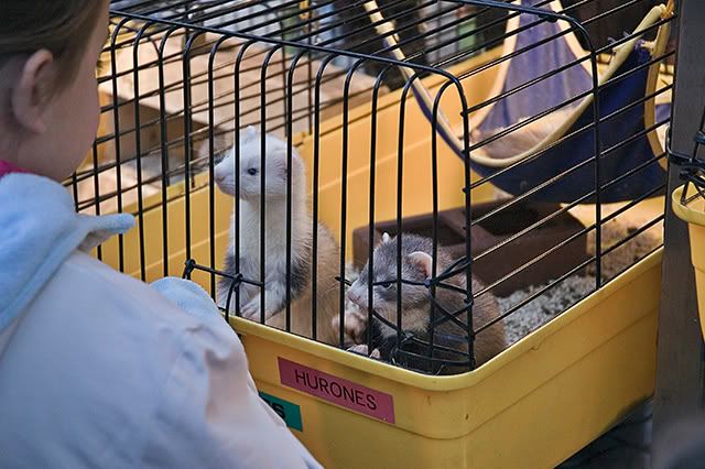 Ferrets: Captive Animals in Las Ramblas, Barcelona [enlarge]