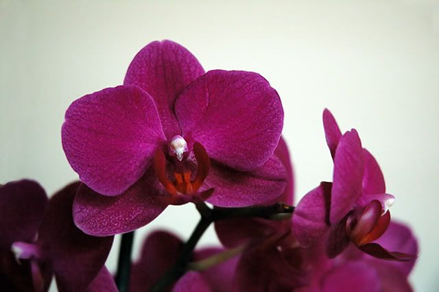 Garden Flowers: Orchids