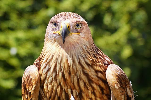 baby golden eagle pictures. This is a young Golden Eagle