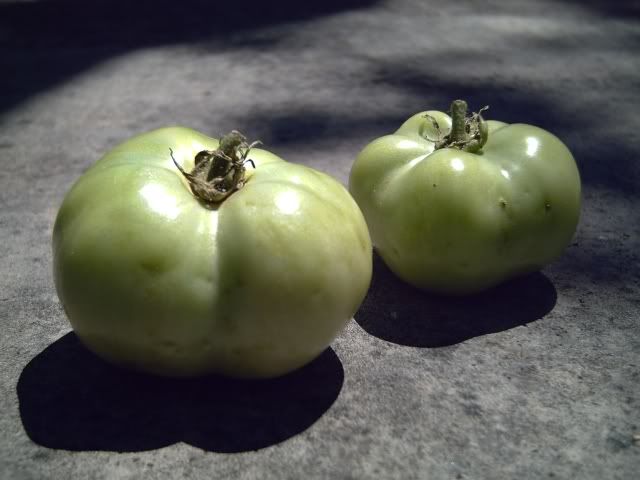 Barcelona Green Tomatoes
