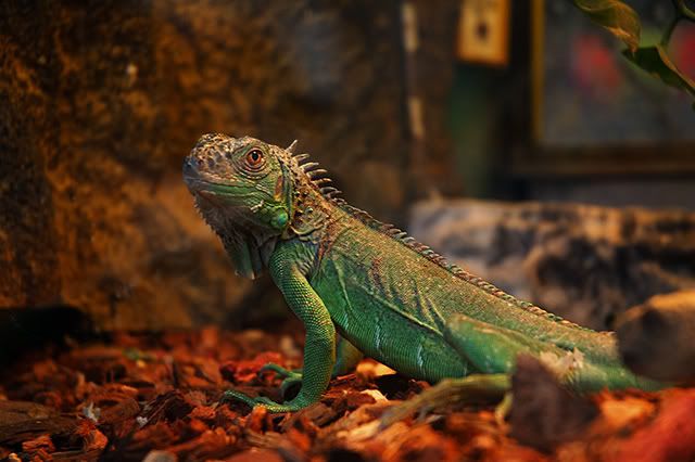 Exotic animals at Las Ramblas: Iguana