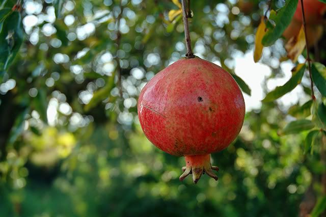 Pomegranate (Punica Granatum) - Detailed Image [enlarge]