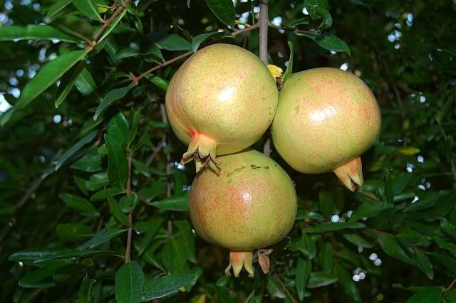 Green Pomegranates [enlarge]
