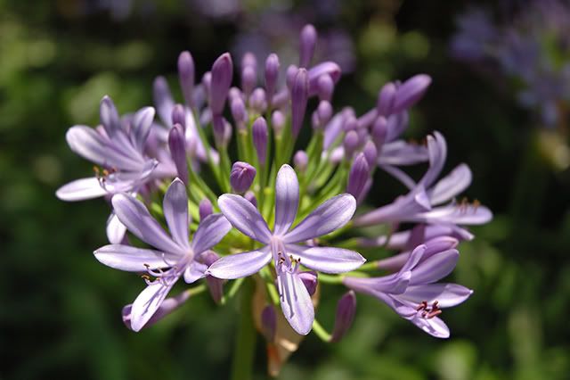 Flower Digital Photography: Light Purple [enlarge]
