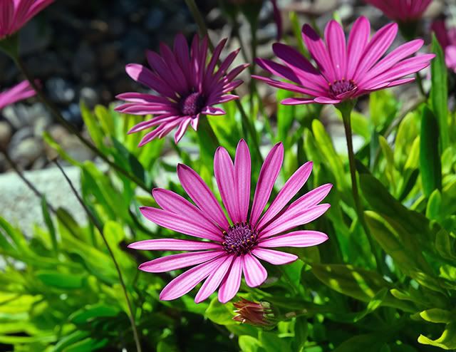 Spring Infatuation: Purple Flowers [enlarge]