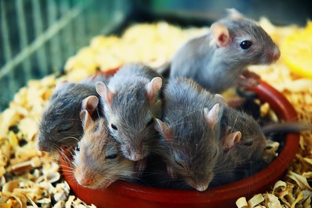 Rats at Exotic Animals Stall in Las Ramblas, Barcelona [enlarge]