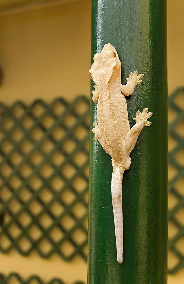 Crested Gecko or Rhacodactylus Ciliatus: Exotic Animals in Barcelona [enlarge]