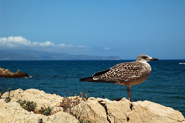 Seagull in Costa Brava[enlarge]