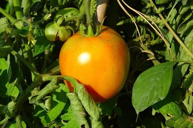 Tomato Under the Sun [enlarge]