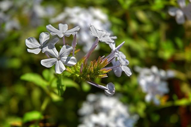 Flower Classification Wanted! Taxonomers, Botanists, Gardeners please help! [enlarge]