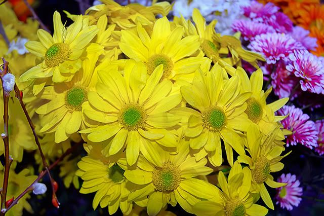 Photo of Yellow Flowers at Ramblas Stall in Barcelona, Spain [enlarge]