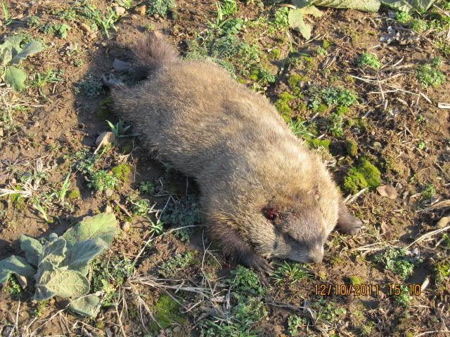 lastgroundhog2011003.jpg