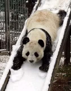 panda.jpg