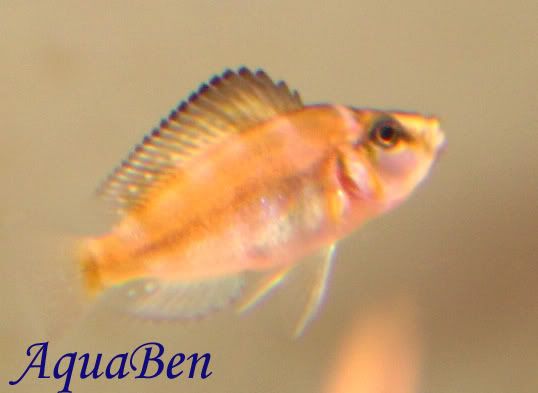 Altolamprologus_Sumbu_J_001.jpg