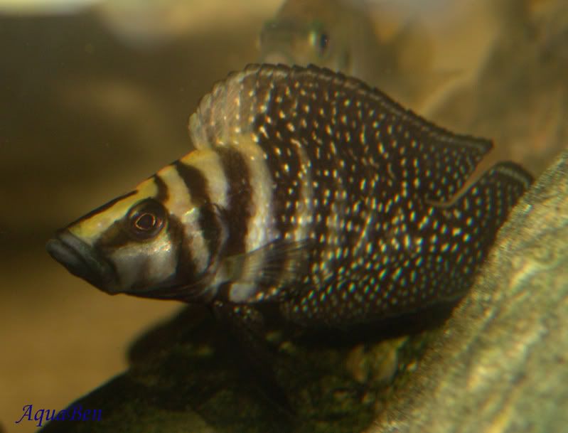 Altolamprologuscalvus_blackpearl_00.jpg