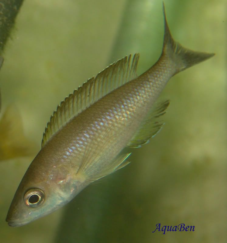 Cyprichromisleptosoma_Tricolor_F_00.jpg