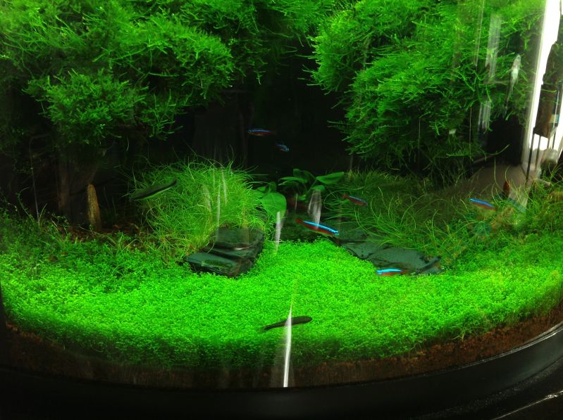 The Planted Tank Forum View Single Post HC carpet question