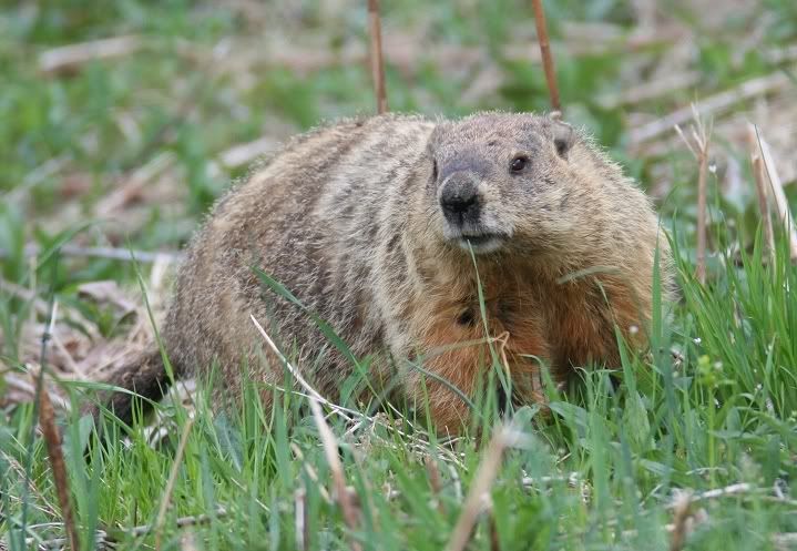 How to catch GROUNDHOGS Woodchucks