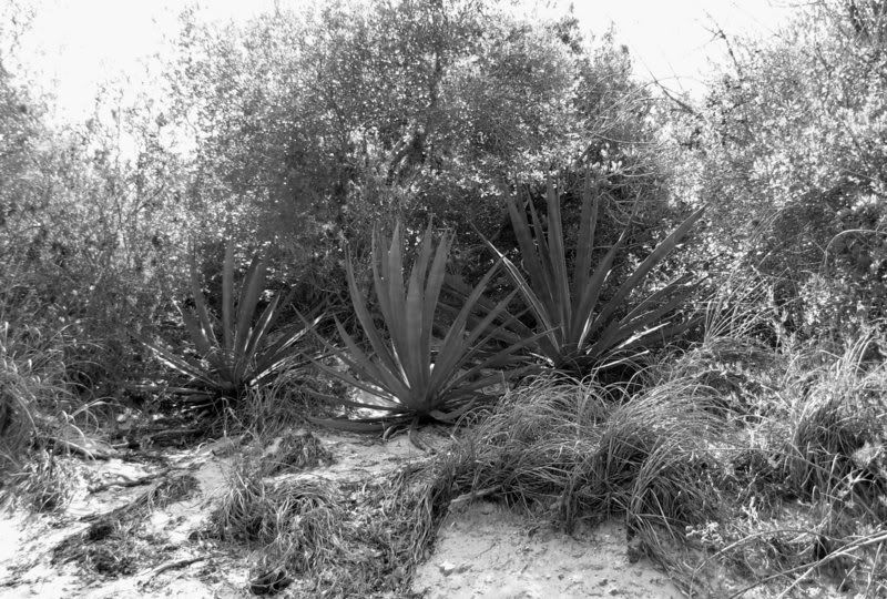 dune01.jpg
