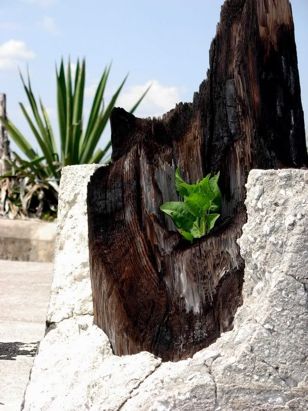 newgrowth01.jpg