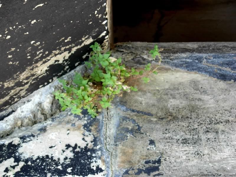 newgrowth02.jpg