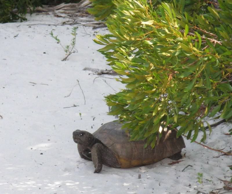 tortoise.jpg