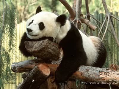 happy-panda.jpg