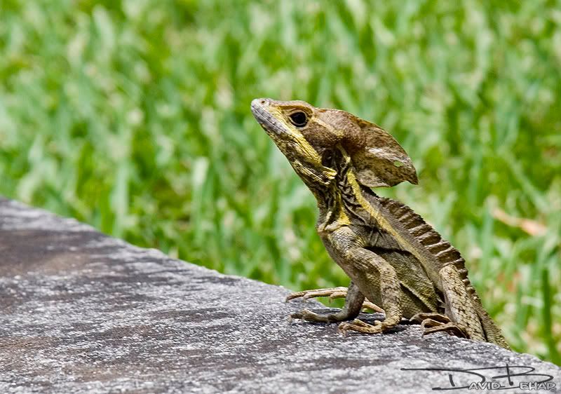 basilisk.jpg