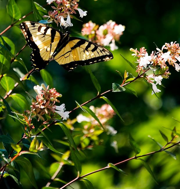 butterfly15.jpg