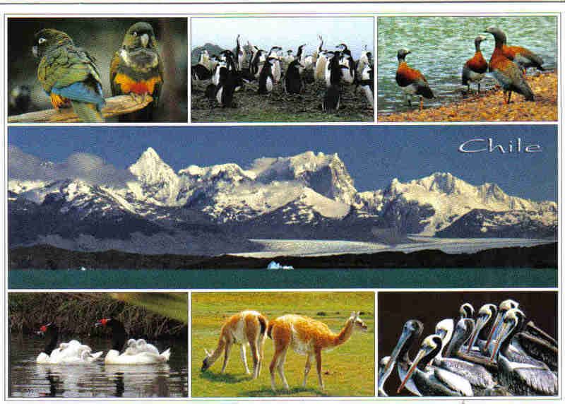 Chile_wildlife.jpg image by enaj000