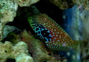 20060513-LEOPARDWRASSEFEMALE.jpg