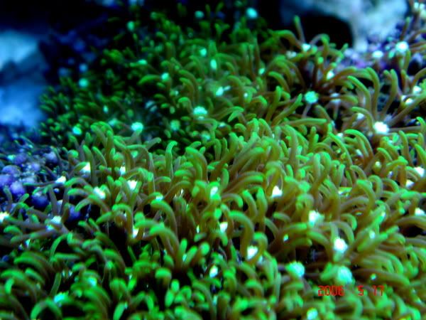 20060517-BaliGreenStarPolyp.jpg