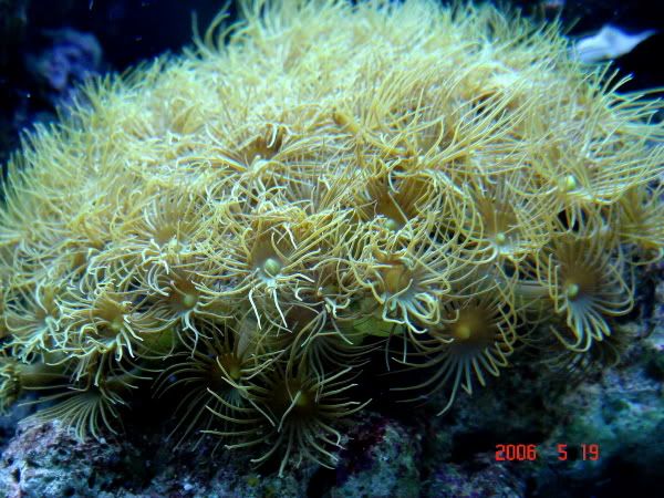 20060521-YellowPolyp.jpg