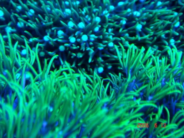 StarPolyps.jpg