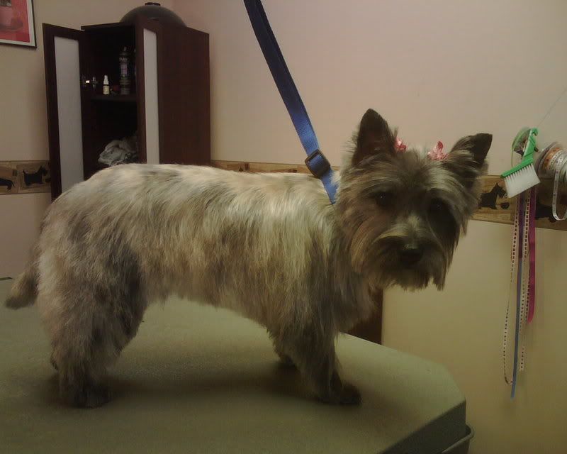 Cairn Terrier Cut