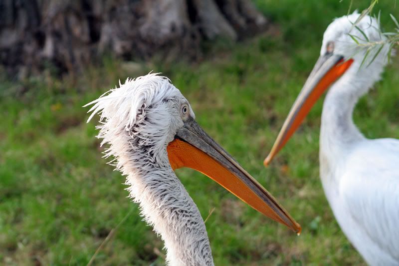 IMAGE: http://i63.photobucket.com/albums/h147/Col_M/Animals/IMG_6915copy.jpg