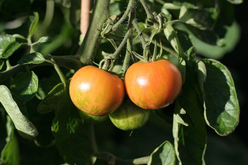 IMAGE: http://i63.photobucket.com/albums/h147/Col_M/Camera%20stuff/IMG_6840copy.jpg