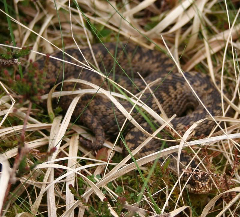 IMAGE: http://i63.photobucket.com/albums/h147/Col_M/Fernworthy%2028-05-06/IMG_4070copy.jpg